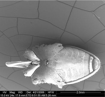 Media type: image;   Invertebrate Zoology 133769
